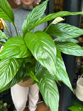 Load image into Gallery viewer, Spathiphyllum Vivaldi / Peace Lily - *Local Delivery or Local Pick Up Only*
