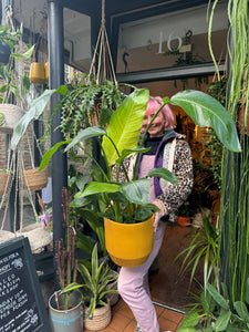 Strelitzia nicolai 21cm pot  - *Local Delivery or Local Pick Up Only*