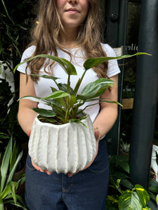 Philodendron White Princess