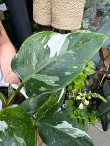 Philodendron White Princess