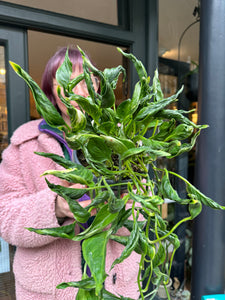 Epipremnum pinnatum Shangri-La - Sleeping Pothos