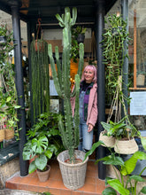 Load image into Gallery viewer, Euphorbia ingens / Candelabra Cactus - 30cm Pot - *Local Delivery or Local Pick Up Only*
