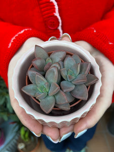 Sedum Bordeaux Heart - Stonecrop