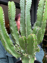 Load image into Gallery viewer, Euphorbia ingens 21cm Pot -  *Local Delivery or Local Pick Up Only*
