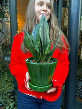 Load image into Gallery viewer, Sansevieria trifasciata Black Diamond / Snake Plant
