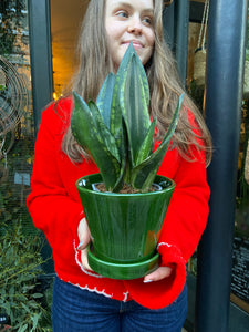 Sansevieria trifasciata Black Diamond / Snake Plant