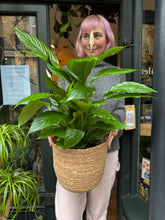 Load image into Gallery viewer, Spathiphyllum Vivaldi / Peace Lily - *Local Delivery or Local Pick Up Only*
