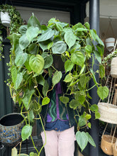 Load image into Gallery viewer, Philodendron scandens XL / Heart Leaf Philodendron - *Local Delivery or Local Pick Up Only*
