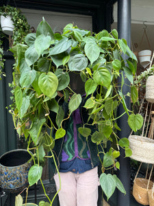 Philodendron scandens XL / Heart Leaf Philodendron - *Local Delivery or Local Pick Up Only*