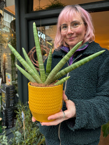 Sansevieria cylindrica Skyline - Snake Plant