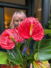 Load image into Gallery viewer, Anthurium andraeanum Success Red - Flamingo Flower
