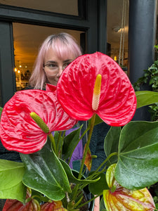 Anthurium andraeanum Success Red - Flamingo Flower