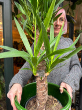 Load image into Gallery viewer, Yucca elephantipes / Spineless Yucca - *Local Delivery Or Pick Up Only *
