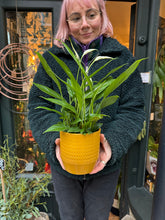 Load image into Gallery viewer, Spathiphyllum Korto - Peace Lily
