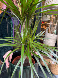 Dracaena marginata / Dragon Tree - *Local Delivery or Local Pick Up Only*