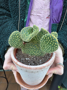 Opuntia microdasys Cristata / Crested Bunny Ear Cactus