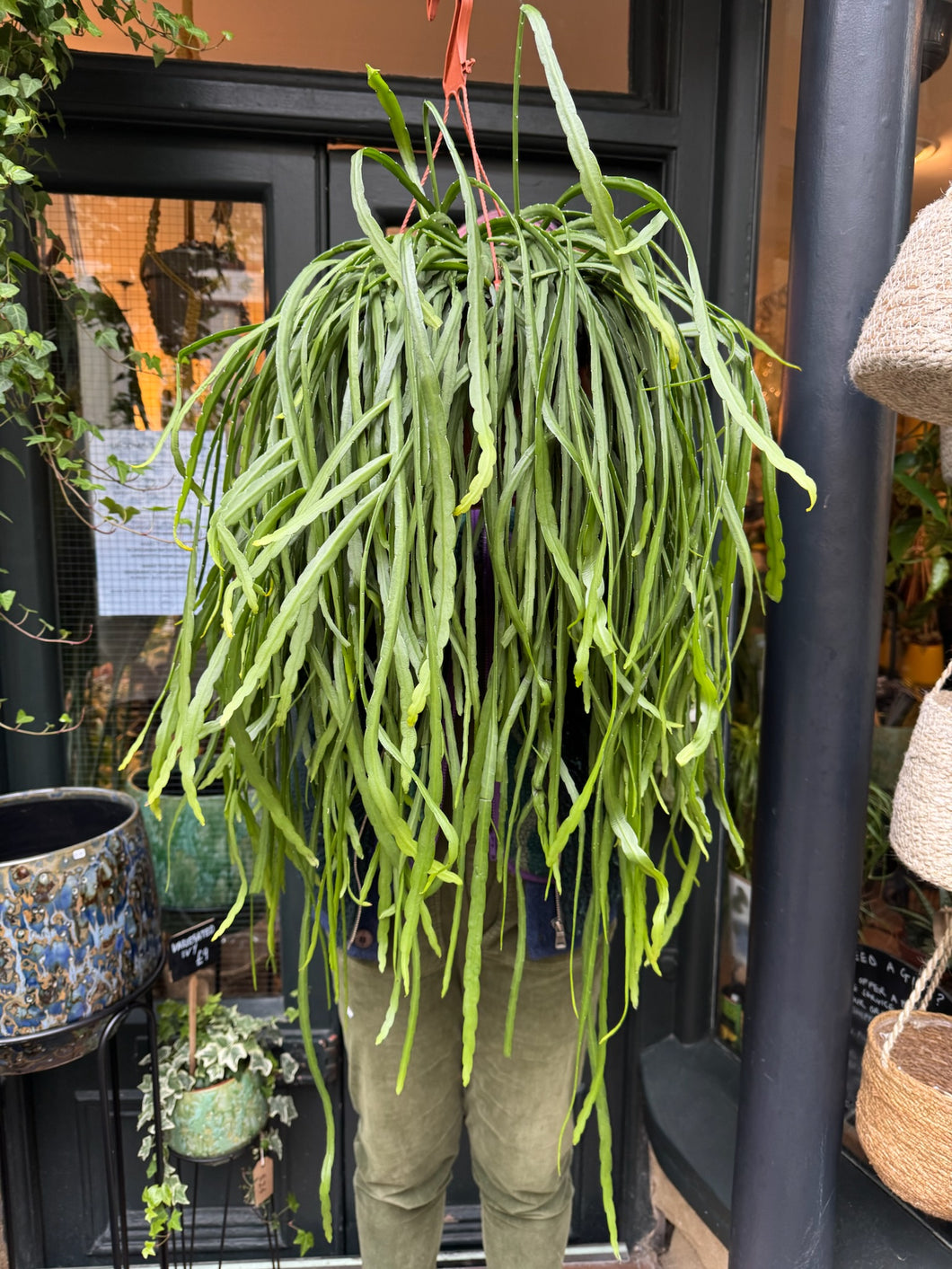 Lepismium bolivianum XL / Jungle Cactus