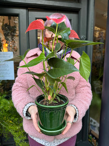 Anthurium andraeanum Prince of Orange / Flamingo Flower