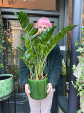 Load image into Gallery viewer, Zamioculcas zamiifolia / ZZ - *Local Delivery or Local Pick Up Only*
