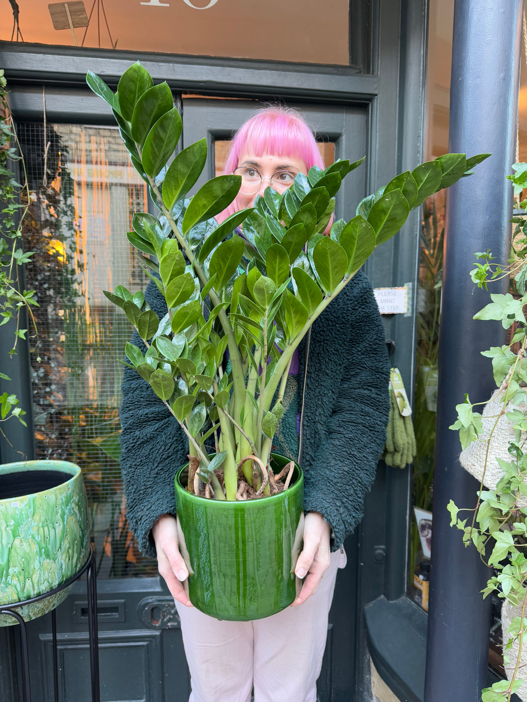 Zamioculcas zamiifolia / ZZ - *Local Delivery or Local Pick Up Only*