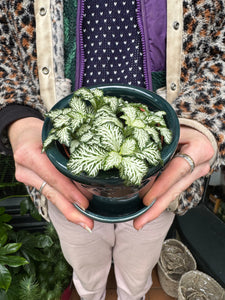 Fittonia - Nerve Plant