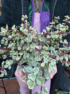 Portulacaria afra Variegata / Elephant Bush