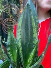 Load image into Gallery viewer, Sansevieria trifasciata Black Diamond / Snake Plant
