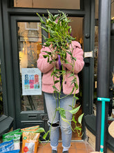 Load image into Gallery viewer, Epipremnum pinnatum Shangri-La - Sleeping Pothos
