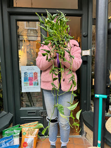 Epipremnum pinnatum Shangri-La - Sleeping Pothos