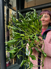 Load image into Gallery viewer, Epipremnum pinnatum Shangri-La - Sleeping Pothos
