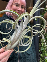 Load image into Gallery viewer, Tillandsia bulbosa - Bulbous Airplant
