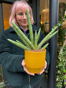 Sansevieria cylindrica Skyline - Snake Plant