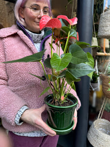 Anthurium andraeanum Prince of Orange / Flamingo Flower