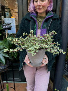 Portulacaria afra Variegata / Elephant Bush