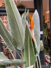 Load image into Gallery viewer, Strelitzia reginae 40cm Pot - *Local Delivery or Local Pick Up Only*
