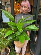 Load image into Gallery viewer, Spathiphyllum Vivaldi / Peace Lily - *Local Delivery or Local Pick Up Only*
