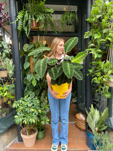 Calathea warscewiczii - *Local Delivery or Local Pick Up Only*