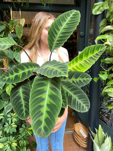 Calathea warscewiczii - *Local Delivery or Local Pick Up Only*