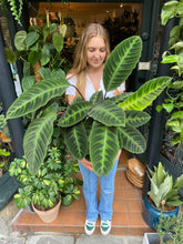 Load image into Gallery viewer, Calathea warscewiczii - *Local Delivery or Local Pick Up Only*
