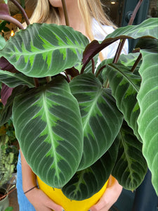 Calathea warscewiczii - *Local Delivery or Local Pick Up Only*