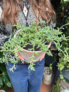 Senecio peregrinus - String Of Dolphins