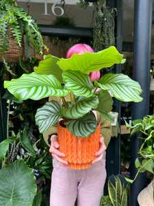 Calathea orbifolia - Prayer Plant