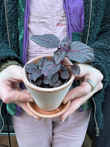 Iresine herbstii Bloodleaf / Herbst's Bloodleaf