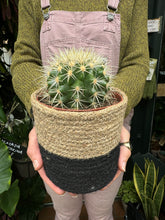 Load image into Gallery viewer, Echinocactus grusonii - Golden Barrel Cactus
