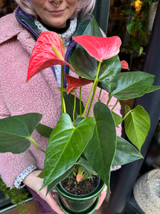 Anthurium andraeanum Prince of Orange / Flamingo Flower