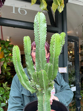 Load image into Gallery viewer, Euphorbia ingens 21cm Pot -  *Local Delivery or Local Pick Up Only*
