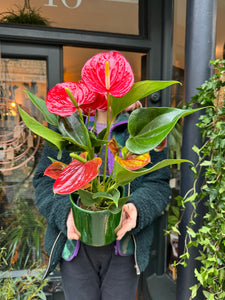 Anthurium andraeanum Success Red - Flamingo Flower