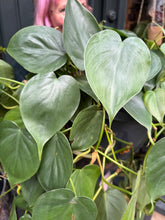 Load image into Gallery viewer, Philodendron scandens XL / Heart Leaf Philodendron - *Local Delivery or Local Pick Up Only*
