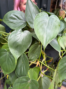 Philodendron scandens XL / Heart Leaf Philodendron - *Local Delivery or Local Pick Up Only*