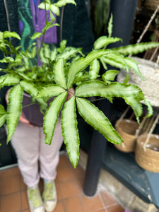 Pteris cretica Albolineata / Ribbon Fern - 12cm Pot